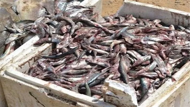 ضبط أسماك مدخنة غير صالحة بكفر الشيخ