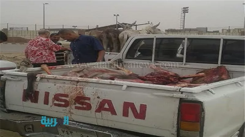 بالصور.. ضبط 8 حمير مذبوحة بمدينة نصر قبل بيعهم للمواطنين