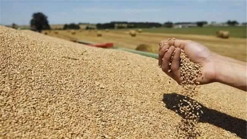 القمح يسجل 4000 جنيه للطن بالمنيا.. و2800 بالدقهلية