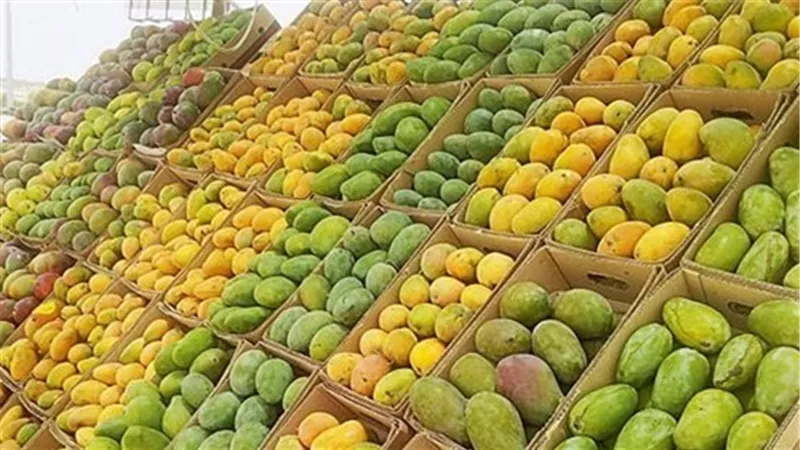25 جنيهًا لكيلو المانجو بالبحر الأحمر