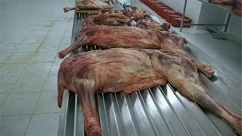 نقيب البيطريين بالإسكندرية: المحافظة خالية من لحوم الحمير