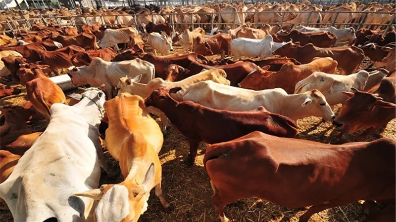 ميناء سفاجا يستقبل 1600 رأس ماشية حية