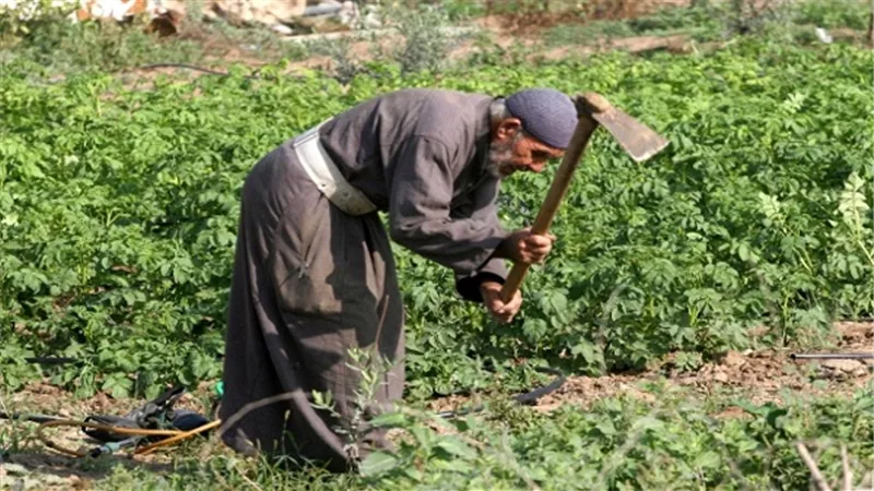 أزمة الأرز تطارد الحكومة وتهوي بالفلاح.. 