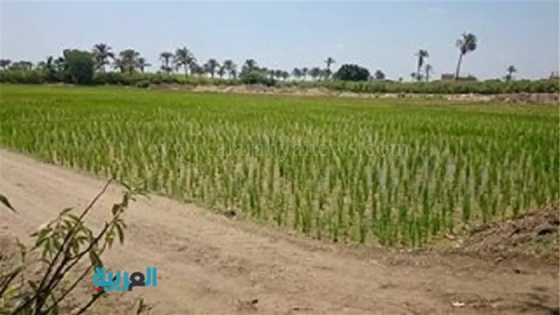 فلاحو القليوبية يتحدون قرار الحكومة بزراعة الأرز