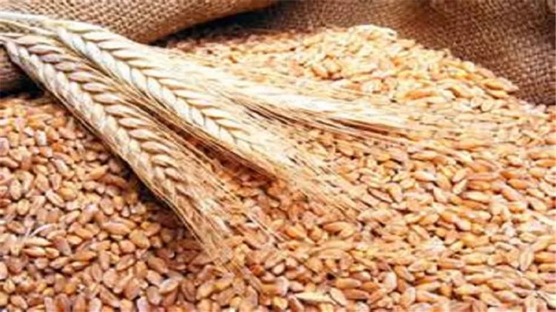 اليوم.. انتهاء موسم توريد القمح المحلي