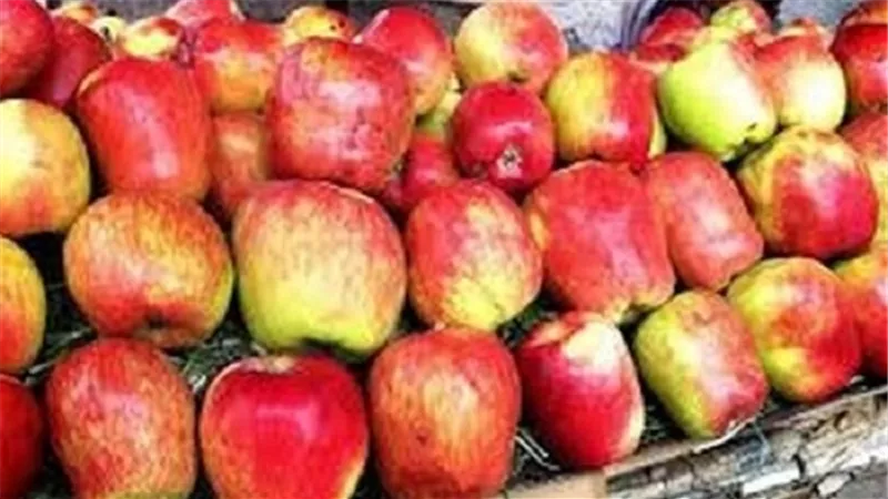 التفاح البلدي يسجل 6.5 جنيه بسوق العبور اليوم