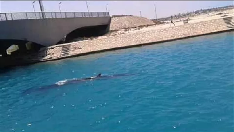 وزارة البيئة: فريق عمل لمساعدة  حوت 
