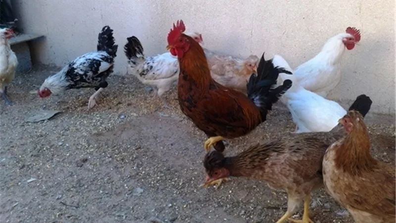 32 جنيهًا لكيلو الدواجن البلدي المبردة بالبحر الأحمر