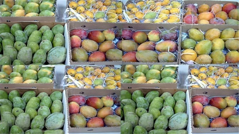 ثبات أسعار المانجو بسوق العبور اليوم