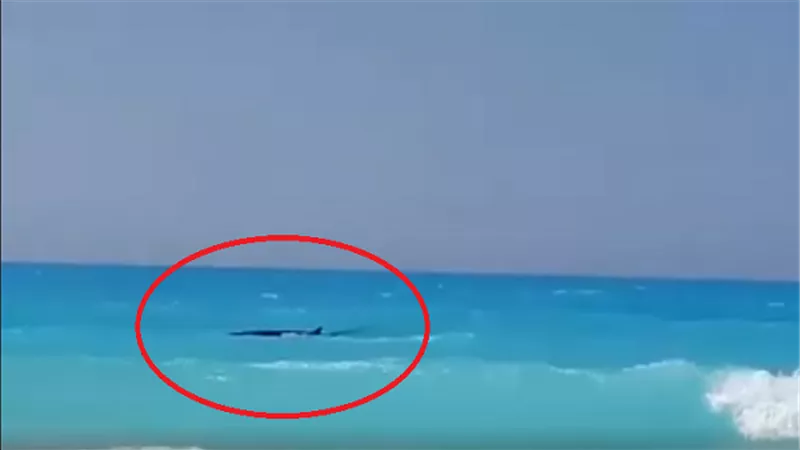 بالفيديو.. ظهور حوت جديد بأحد الشواطئ الشهيرة في الساحل الشمالي