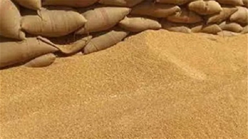 ننشر بيان كميات القمح المحلية الموردة لموسم 2016 بالجيزة 