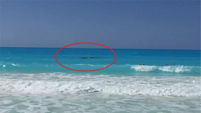 بالفيديو.. بعد إلقاء الحجارة عليه 