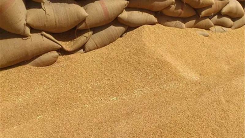 نقيب الفلاحين: قرار استيراد القمح المصاب بـ