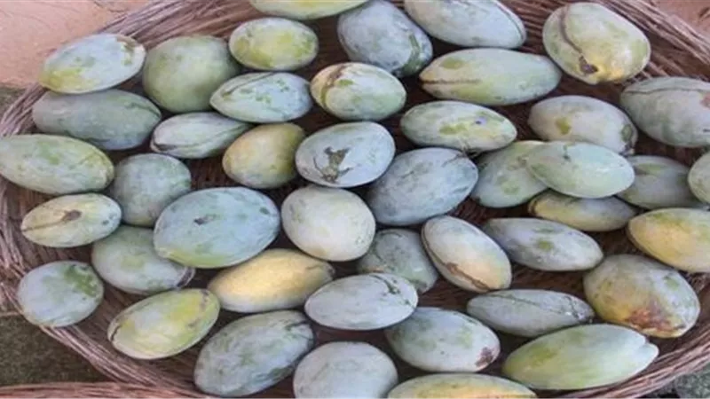 المانجو الزبدية ترتفع لـ10 جنيهات بسوق العبور اليوم