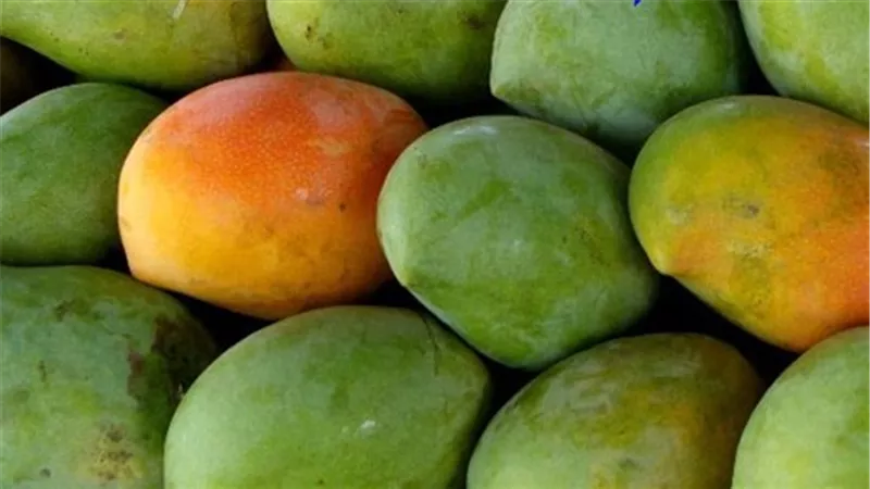 المانجو الزبدية ترتفع لـ10 جنيهات بسوق العبور اليوم