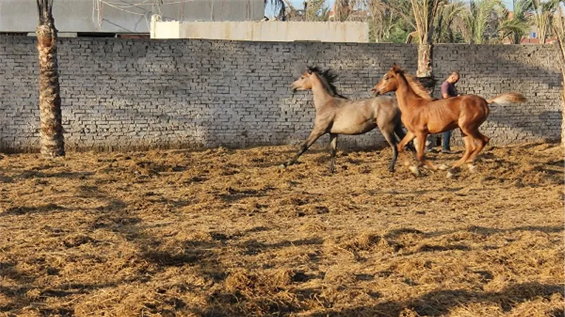 مجلس جامعة المنصورة يعتمد إنشاء أول نادٍ للفروسية