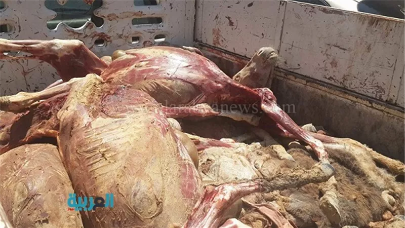 ضبط جزار يذبح لحوم الحمير بالفيوم
