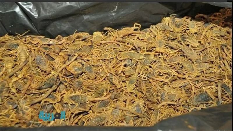 بالصور.. إحباط أخطر محاولة تهريب 200 كيلو جرام من العقارب