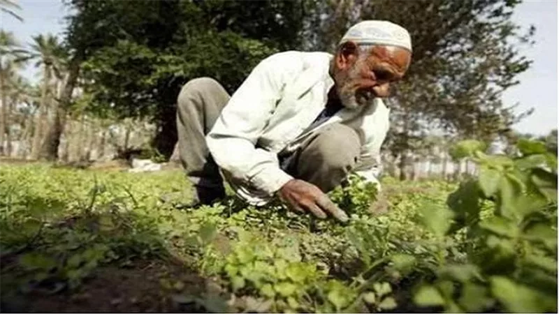 أحمد الخطيب: الدولة غير ملزمة بتخصيص معاش وتأمين للفلاح 
