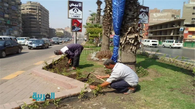 زرع 35 نخلة في شارع الملك فيصل 