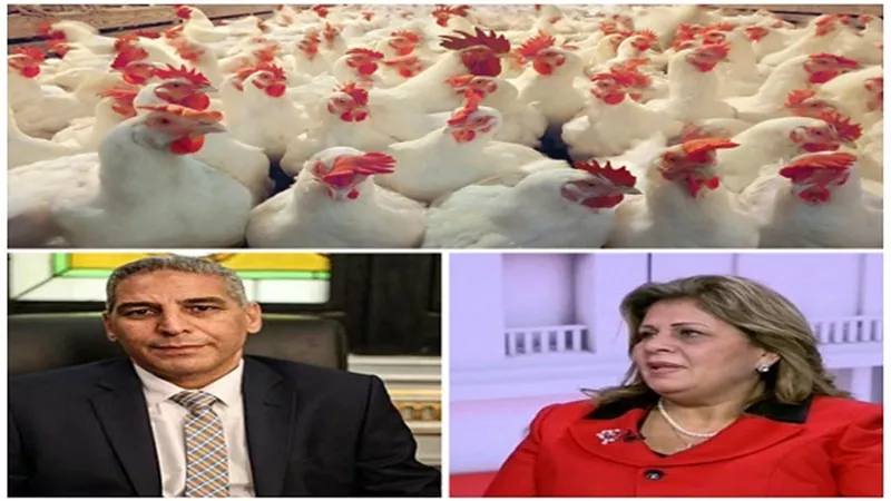 بيان نائبة البرلمان يكشف عن كارثة.. 19 ألف مزرعة دواجن مسمومة بـ 
