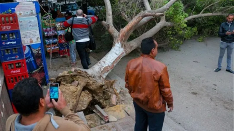 الإنقاذ البري بالجيزة يرفع آثار شجرة سقطت في شارع مدكور 