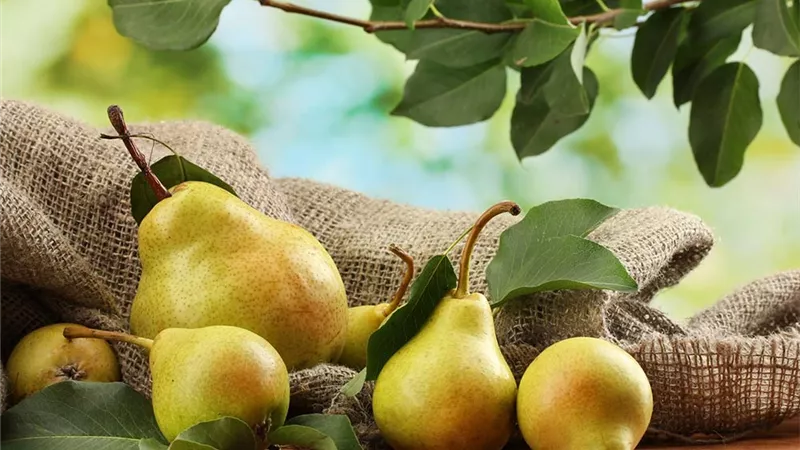  الكمثرى ترتفع لـ8 جنيهات بسوق العبور