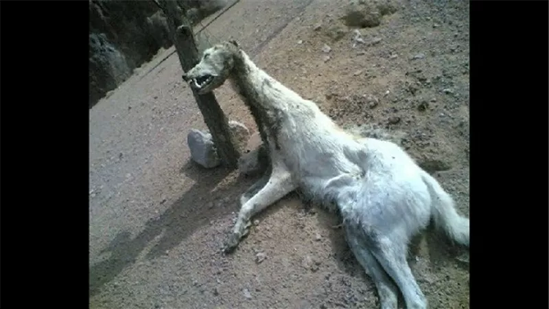 بالفيديو والصور.. السلعوة  