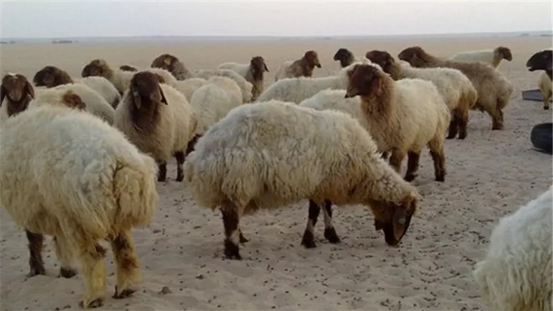 خطة 