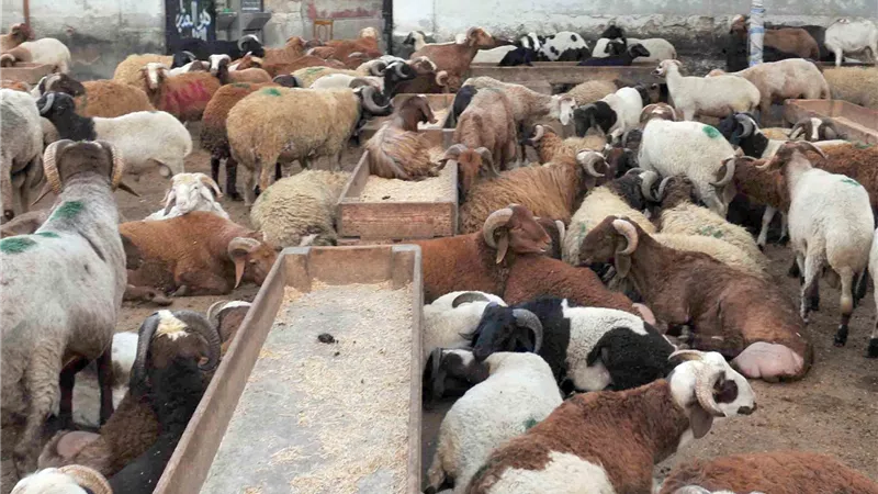 5 توصيات عليك بها قبل شراء خروف العيد 