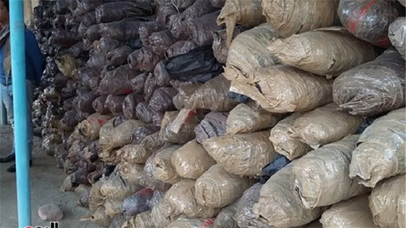 ضبط 5 أطنان بانجو داخل مخزن بمدينة الطور في جنوب سيناء