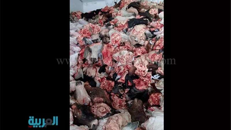 بالصور.. ضبط 100 طن لحم رأس ماشية فاسدة بالجيزة 