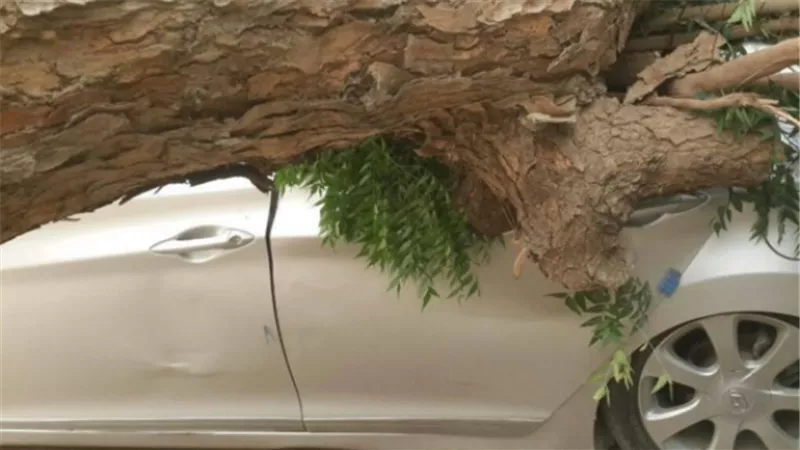 تحطم سيارتين ملاكي بالمهندسين إثر سقوط شجرة عليهما 