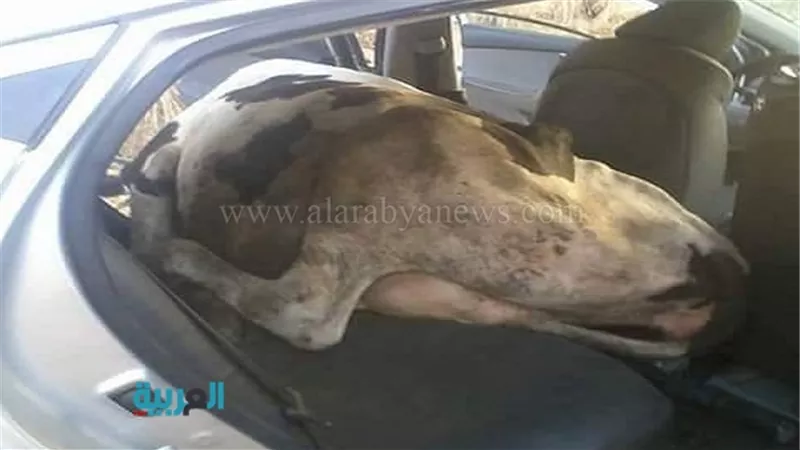 بالصور أغرب حادثة.. سرقة بقرتين داخل سيارة ملاكي بعد تخديرهما