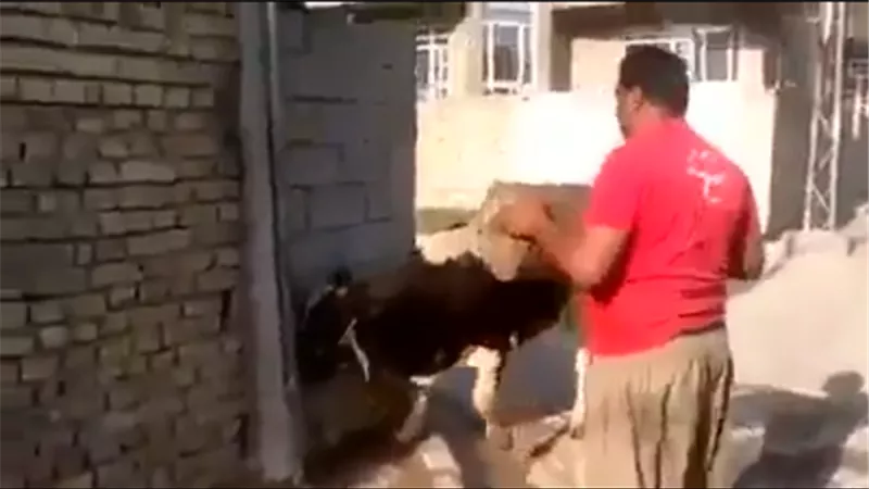 بالفيديو.. +18 