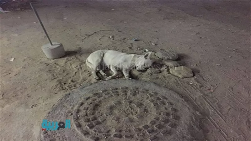 بالصور..