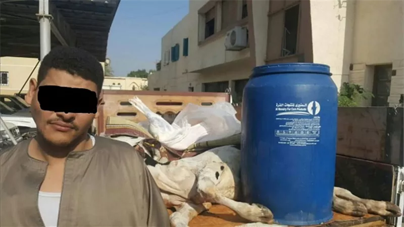 بالصور.. مباحث تموين الفيوم تضبط طن لحوم عجول نافقة قبل بيعها 