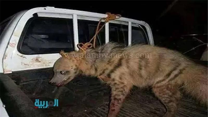 بالصور.. 