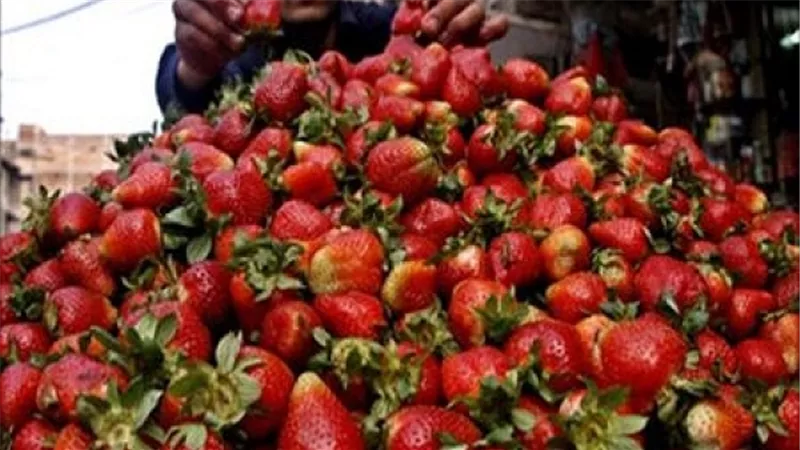 الفراولة بـ10 جنيهات.. وتاجر يطالب بتشديد الرقابة على الأسعار