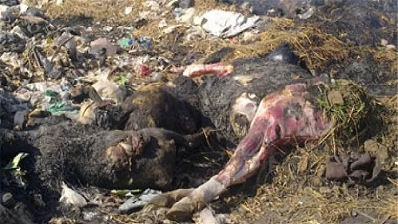 نفوق 7 رءوس ماشية في حريق بالوادي الجديد
