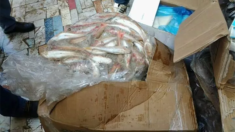 ضبط نصف طن أسماك فاسدة في القليوبية