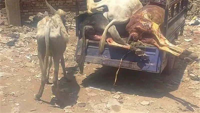 حجز 3 أشخاص على ذمة التحريات في واقعة ذبح حمير بالشرقية