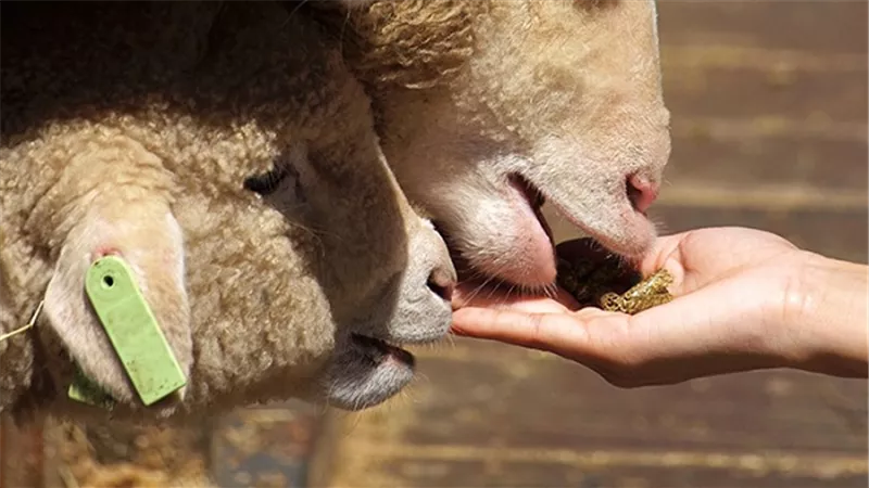 ضبط صاحب مصنع يغش الأعلاف الحيوانية بالغربية