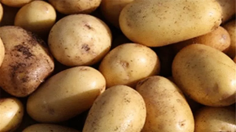 البطاطس تسجل 4 جنيهات بسوق العبور.. اليوم