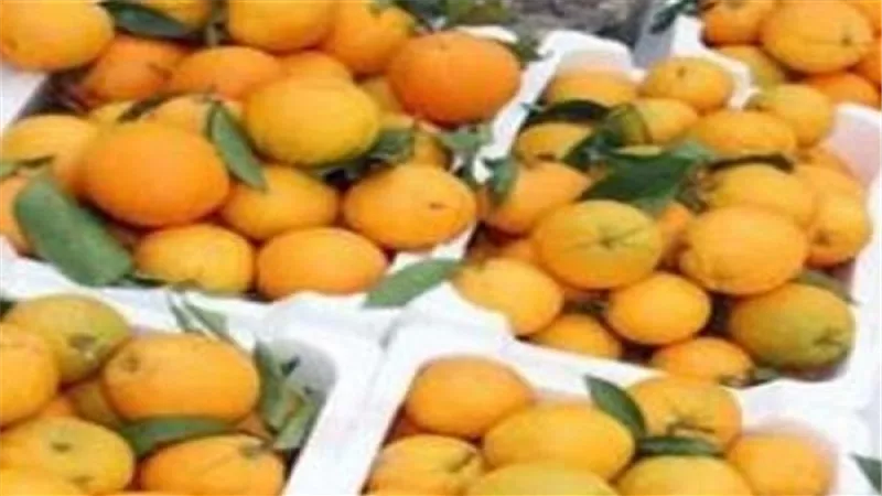 3 جنيهات ارتفاعا في أسعار اليوسفي بسوق الجملة