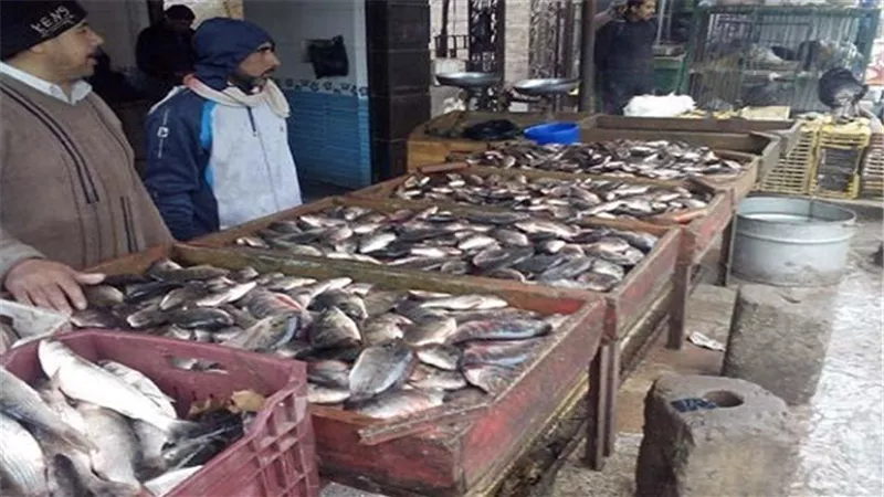 أسعار الأسماك بالأسواق.. والبلطي يسجل 24 جنيها