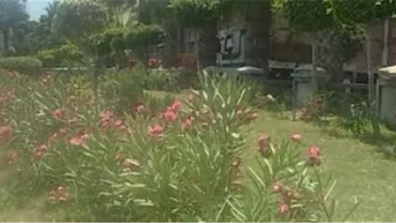 محافظة الإسكندرية ترفع كفاءة الحدائق العامة 