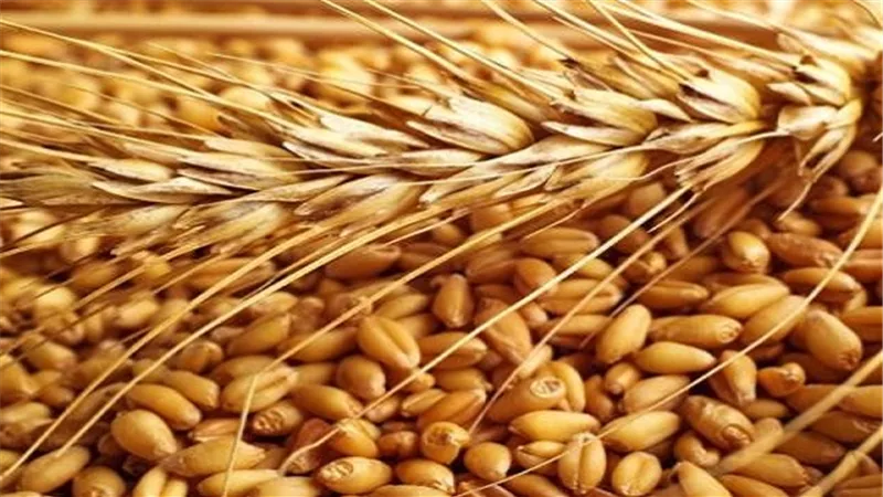 وزارة التموين تنفى إيقاف واردات القمح الفرنسى