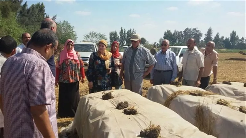 تحويل 6 آلاف طن قش أرز الى سماد عضوي واعلاف بالبحيرة