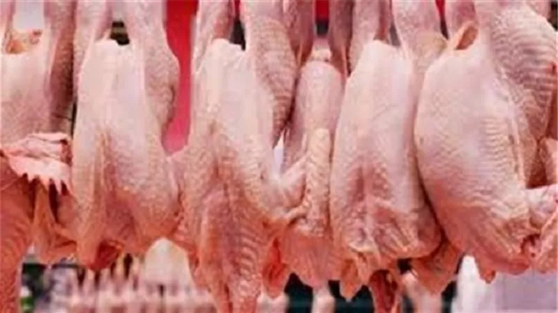 ضبط 300 دجاجة برازيلى 